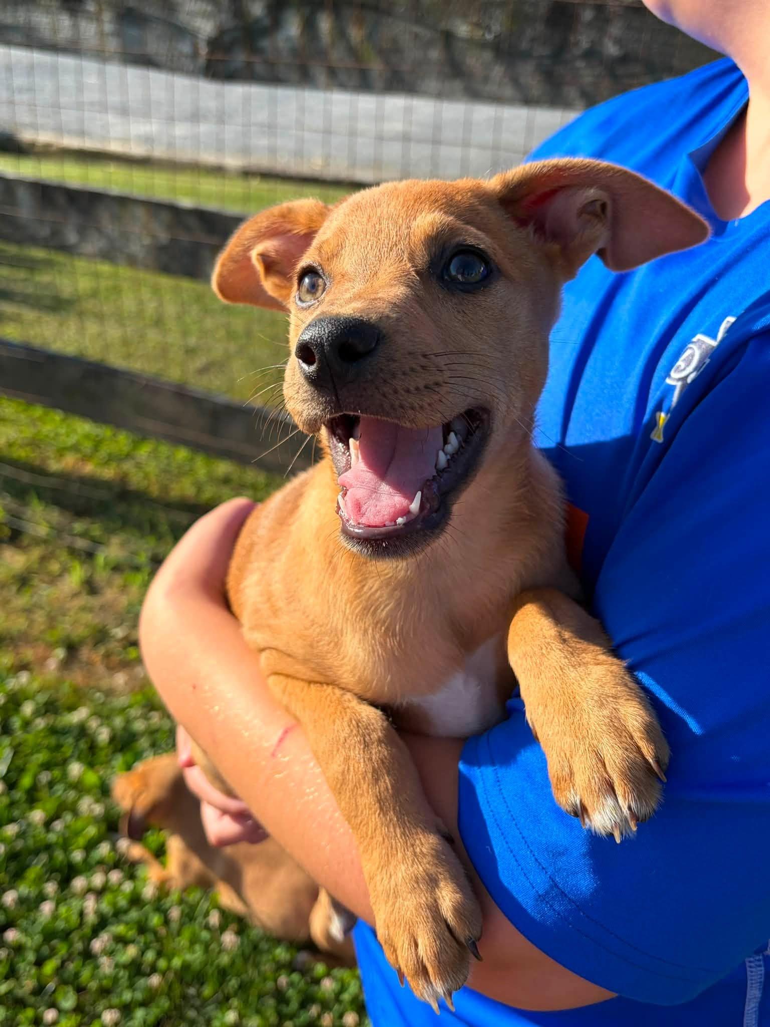 Yel Lab/Cattle dog puppy, a Adoptable mixed breed in Coatesville, PA image 2/2