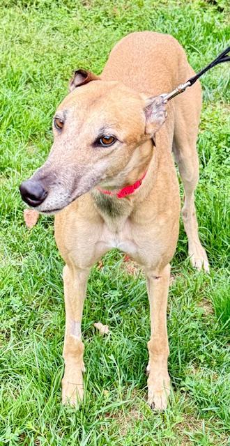 Leroy, Adopted, Adult Male Greyhound.