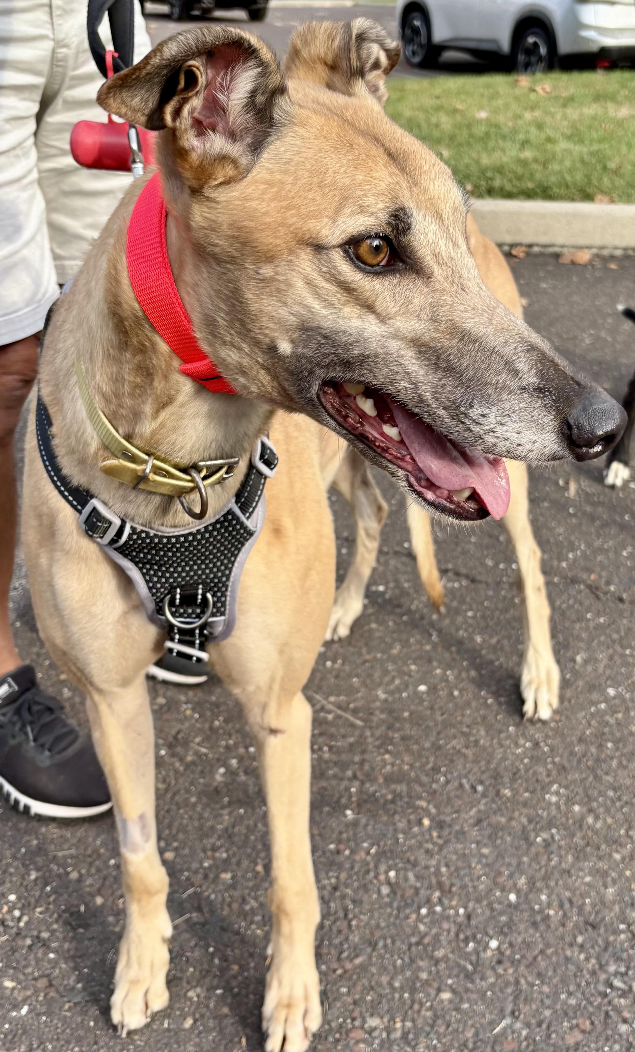 Enlarge Leroy, a Adopted Greyhound in New Hope, PA image 3/4