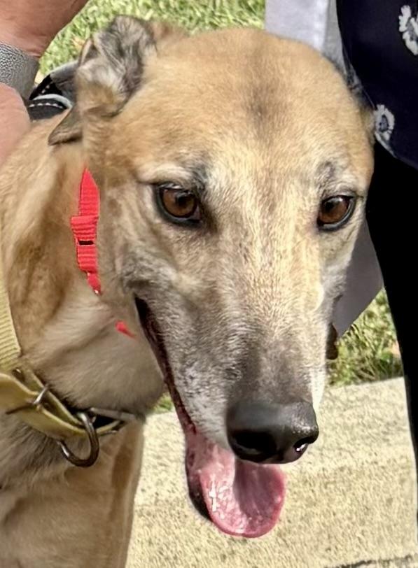 Enlarge Leroy, a Adopted Greyhound in New Hope, PA image 4/4