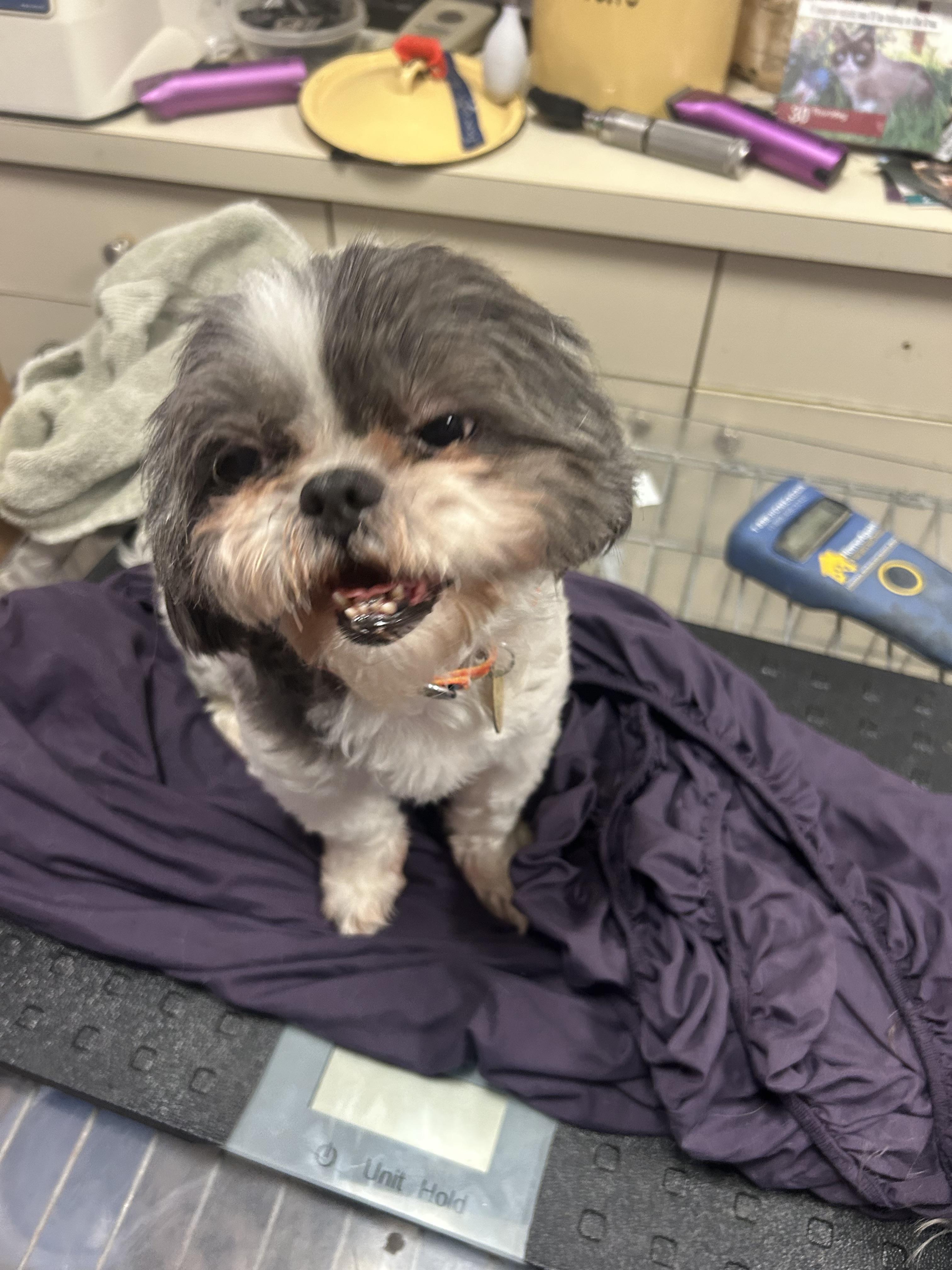 Enlarge Mia , an adopted Shih Tzu in Oak Ridge, NJ image 2/3