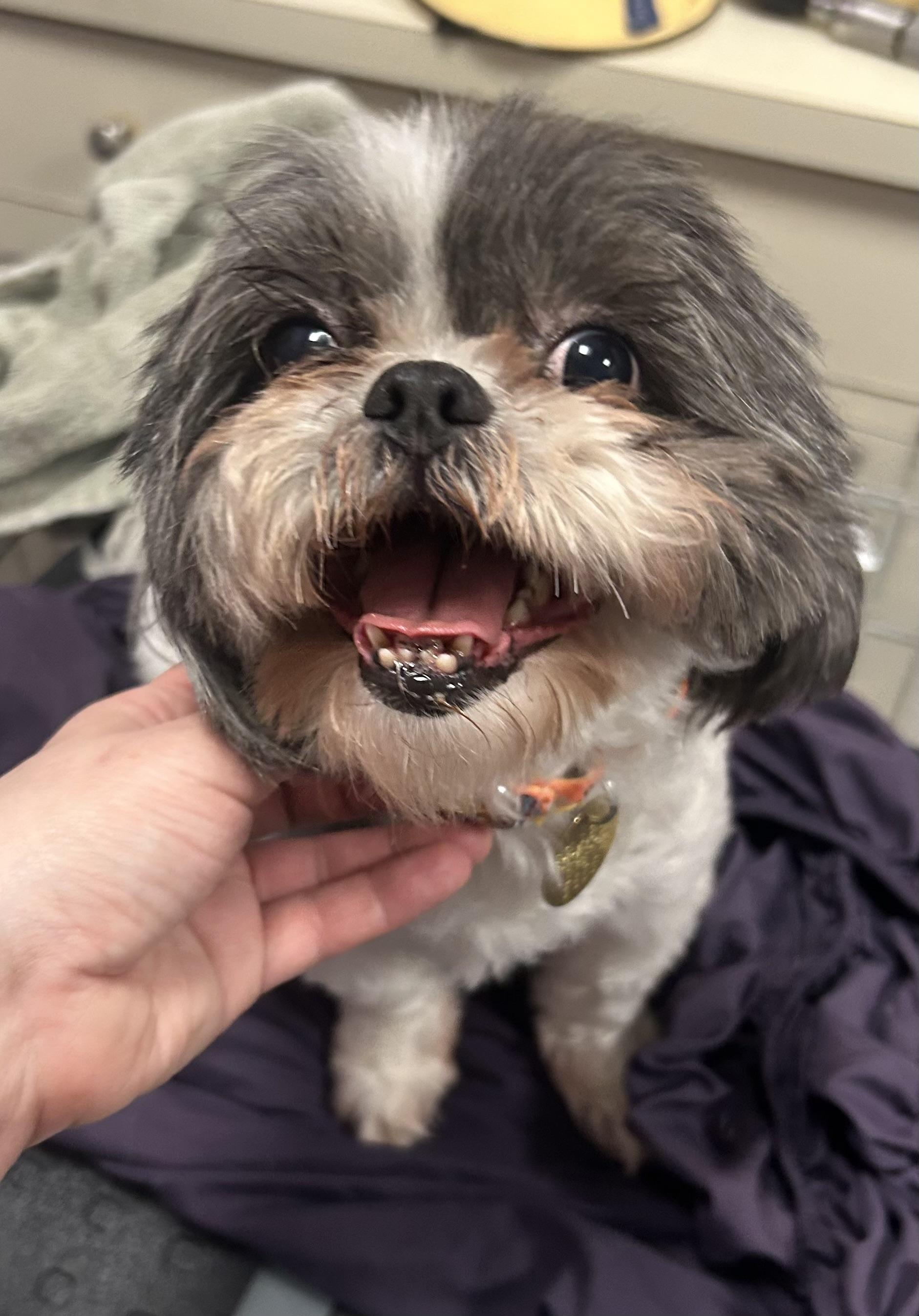 Mia , adopted, Adult Female Shih Tzu.