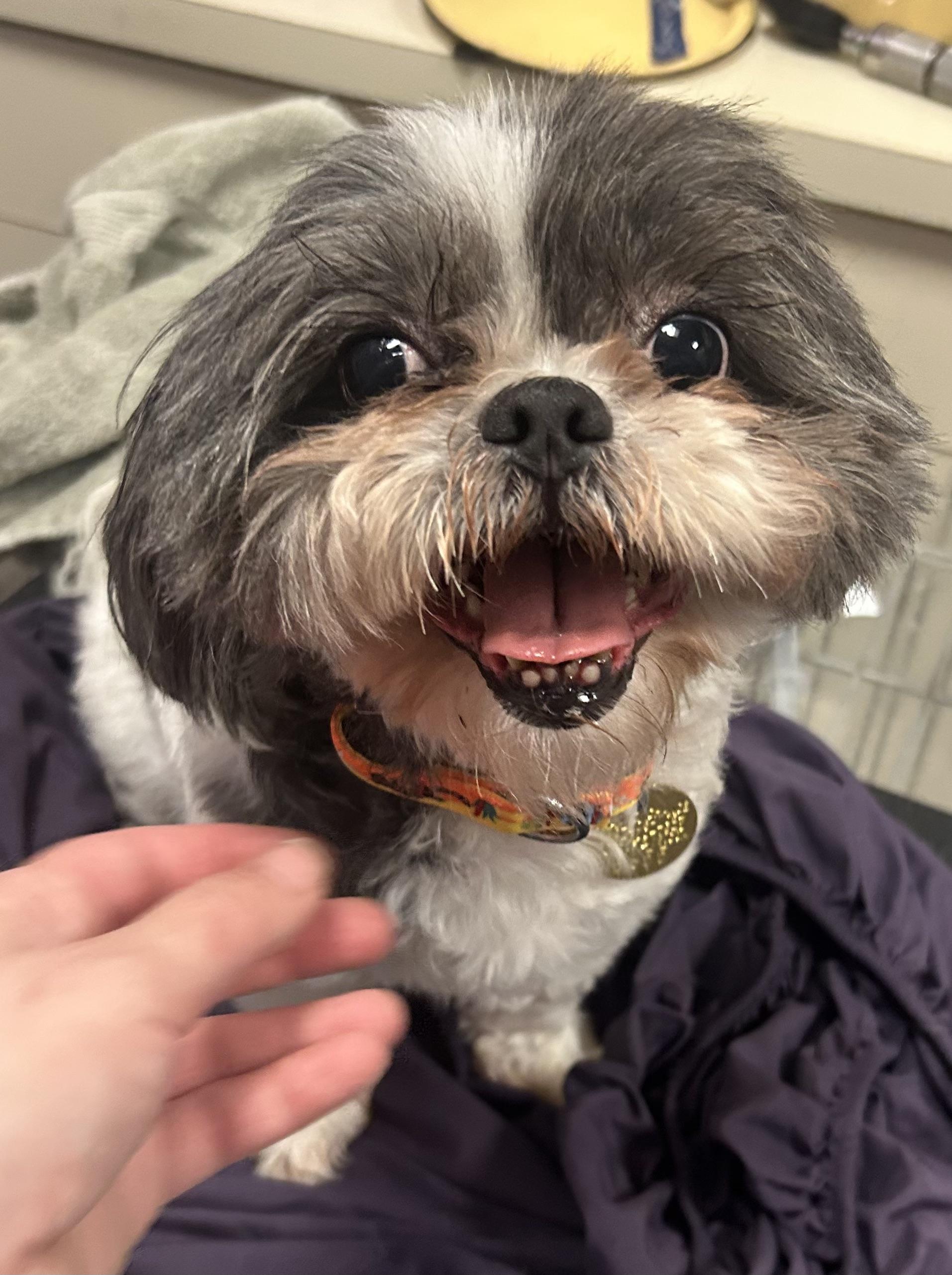 Enlarge Mia , an adopted Shih Tzu in Oak Ridge, NJ image 3/3
