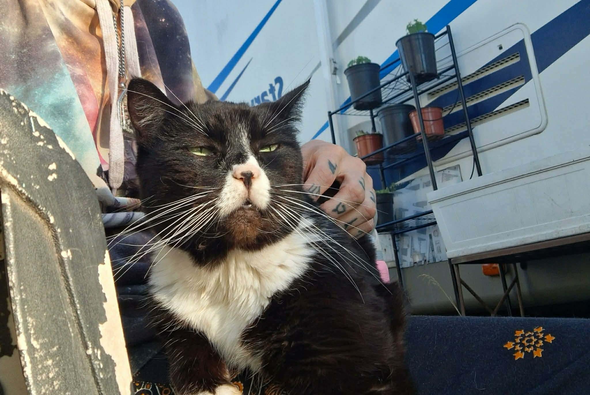 Madame Meowzers aka Ms Kitty, a ADOPTABLE mixed breed in Gladstone, OR image 2/4