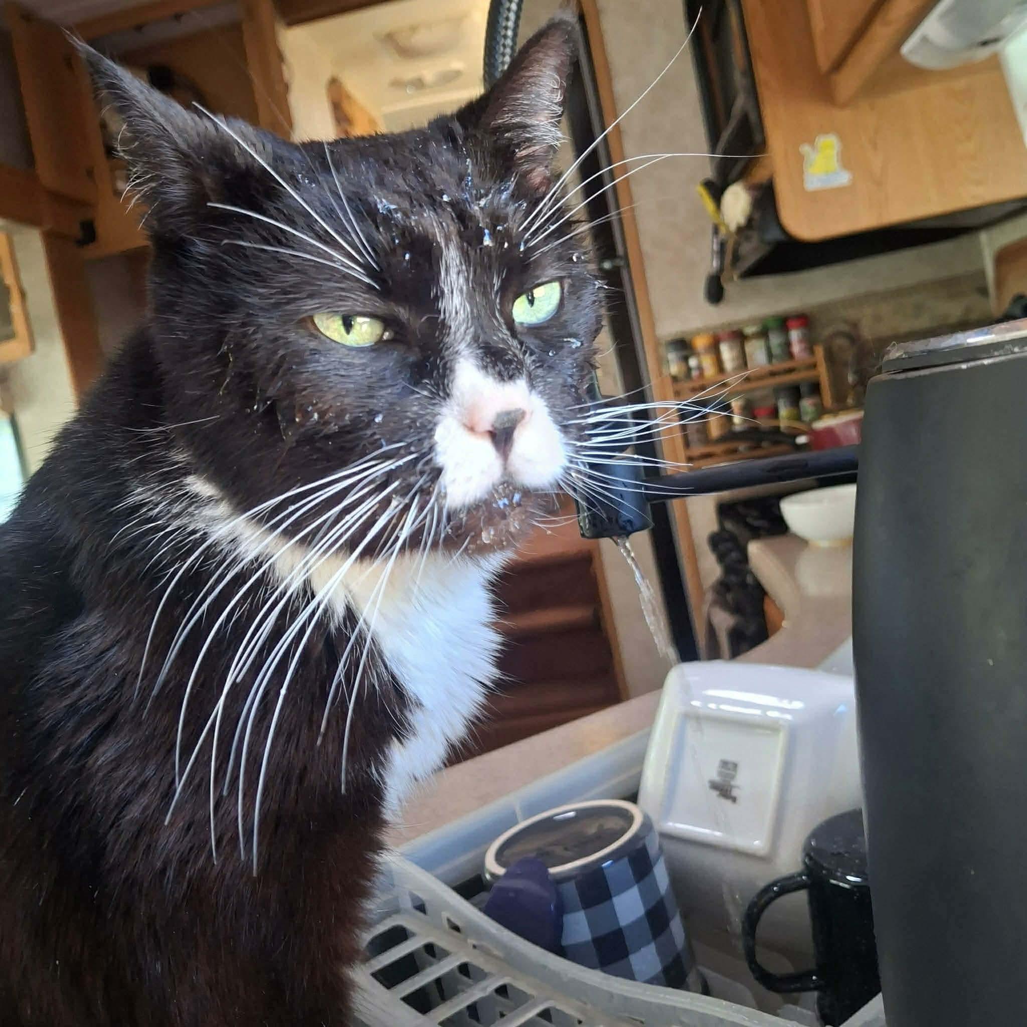 Madame Meowzers aka Ms Kitty, a ADOPTABLE mixed breed in Gladstone, OR image 3/4