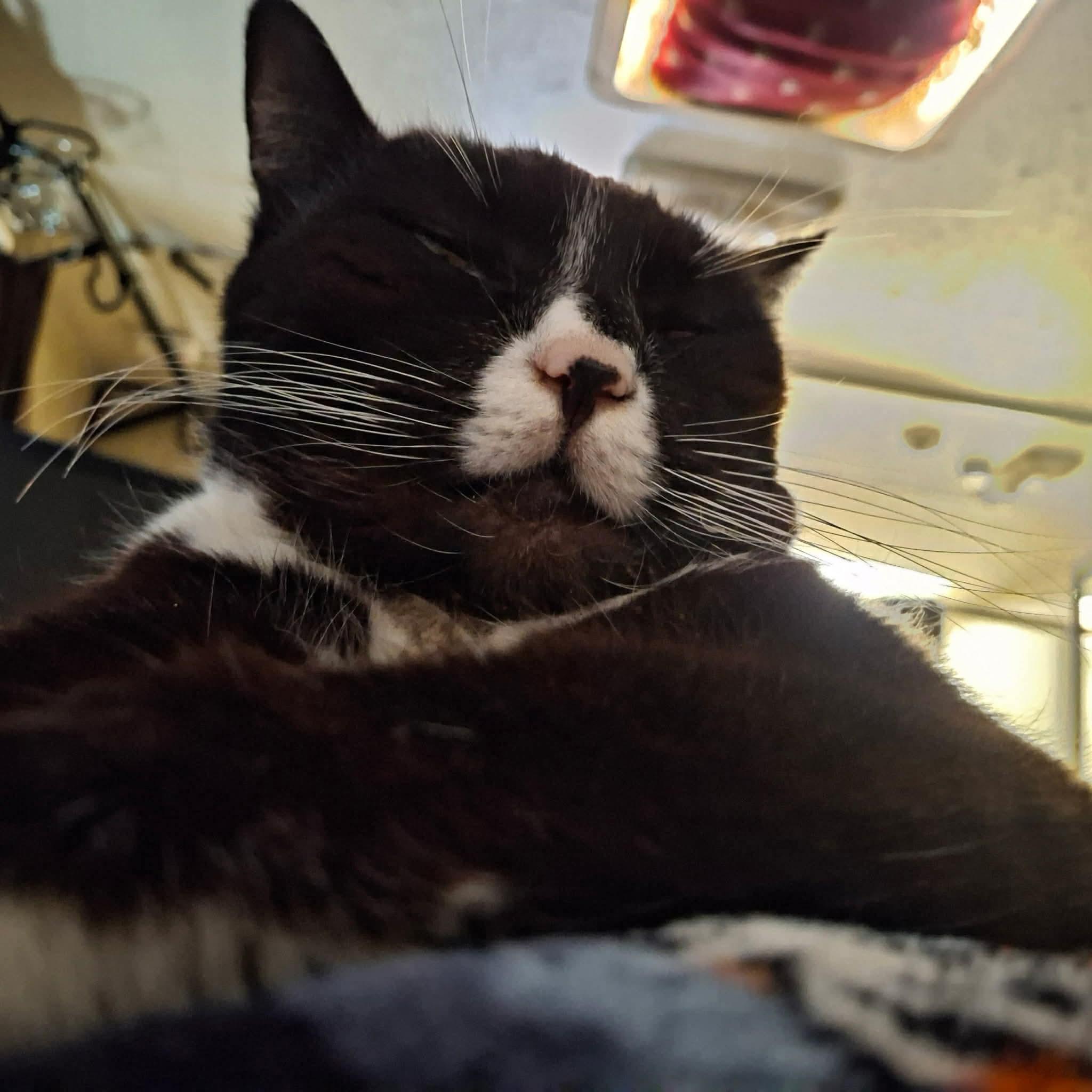 Madame Meowzers aka Ms Kitty, a ADOPTABLE mixed breed in Gladstone, OR image 4/4