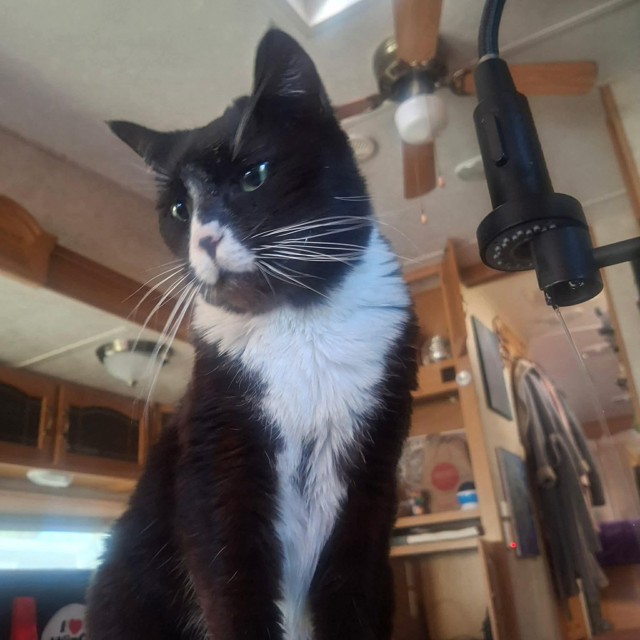 Madame Meowzers aka Ms Kitty, ADOPTABLE, Adult Female Tuxedo & Domestic Short Hair.