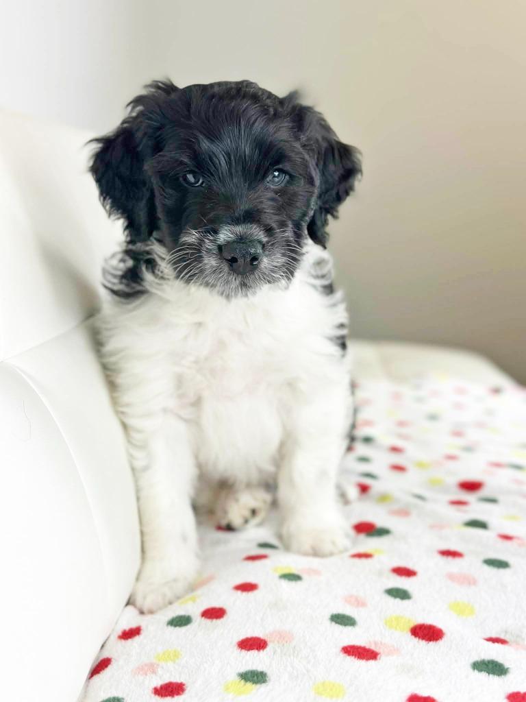 Cake Litter Pineapple Upside thumbnail 2