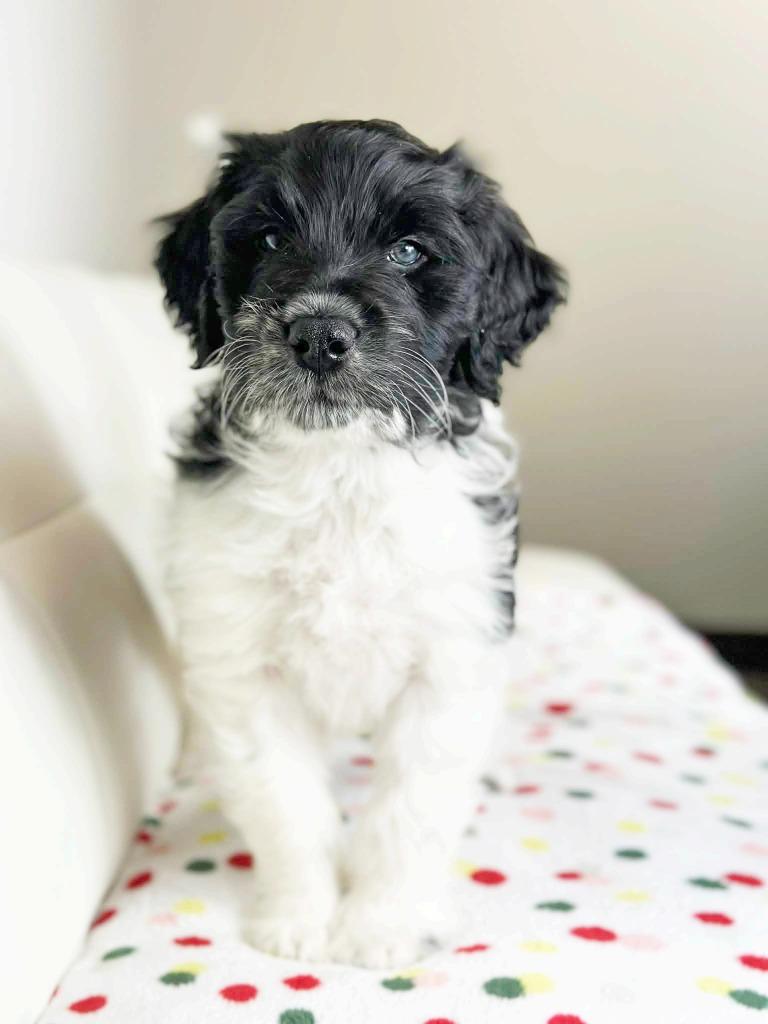 Cake Litter Pineapple Upside thumbnail 4