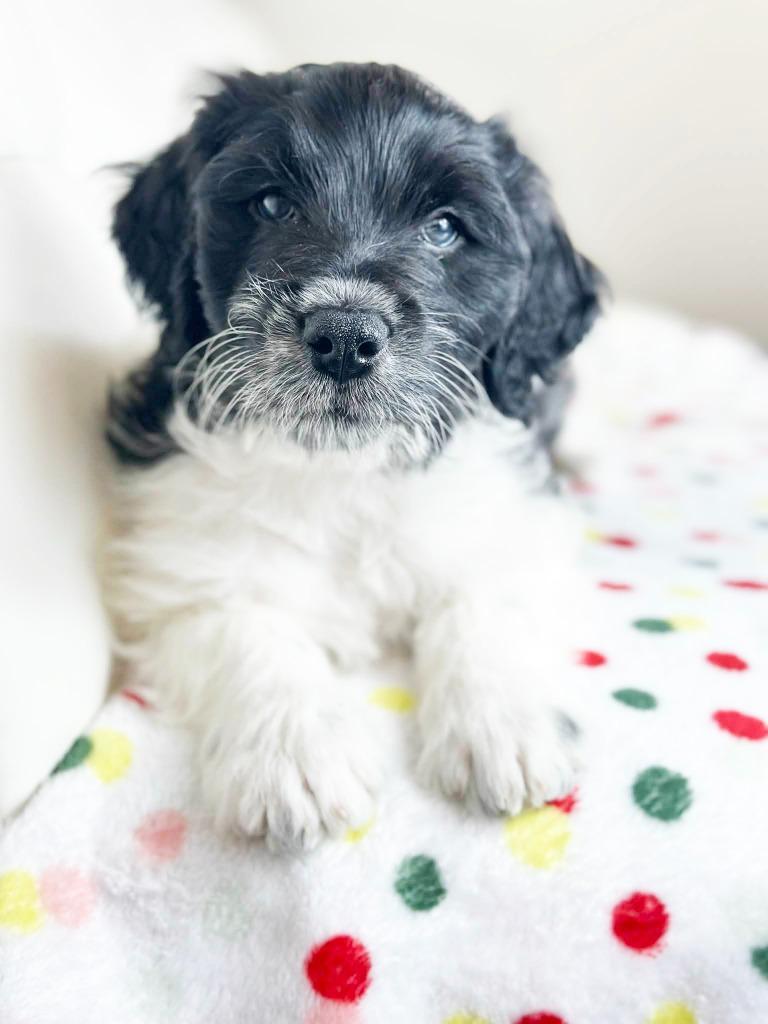 Cake Litter Pineapple Upside thumbnail 5