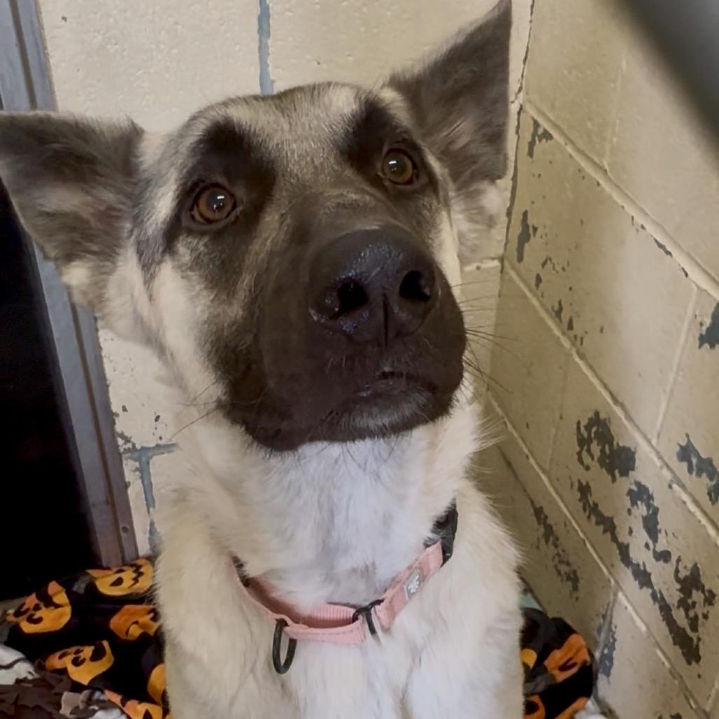 Enlarge Bark Ruffalo K14, a Adoptable German Shepherd Dog in Union, MO image 1/6