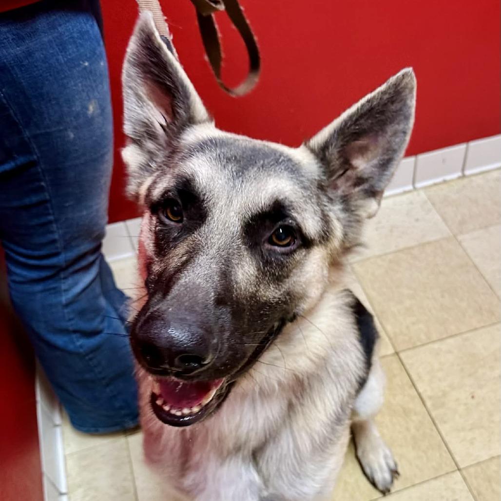Enlarge Bark Ruffalo K14, a Adoptable German Shepherd Dog in Union, MO image 2/6