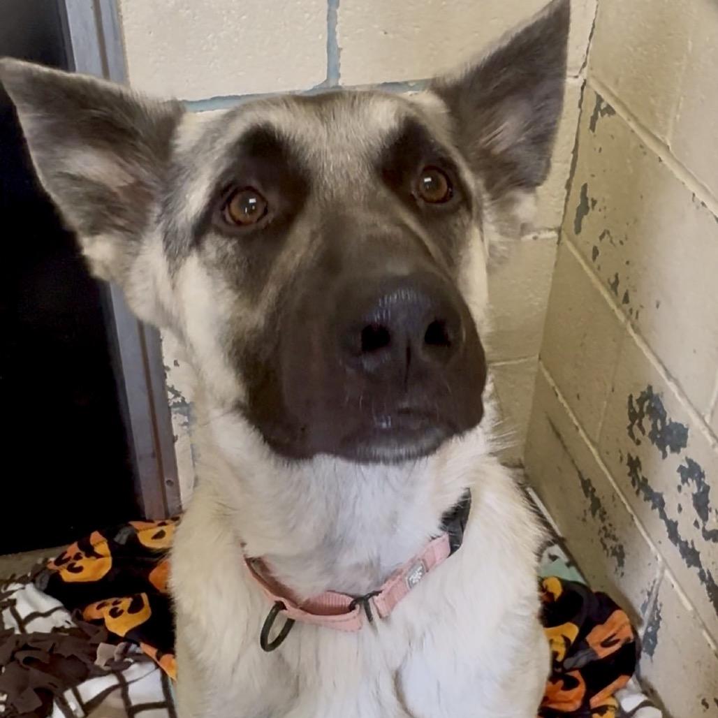 Enlarge Bark Ruffalo K14, a Adoptable German Shepherd Dog in Union, MO image 3/6