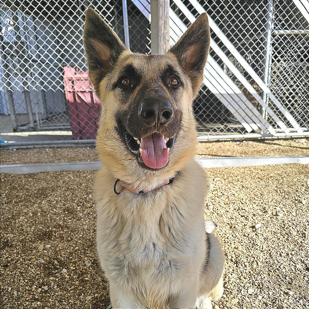 Enlarge Bark Ruffalo K14, a Adoptable German Shepherd Dog in Union, MO image 4/6