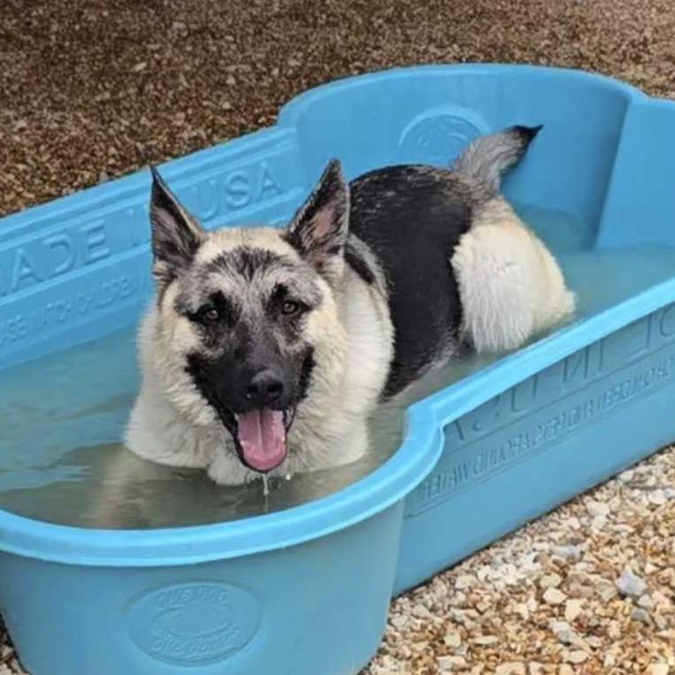 Enlarge Bark Ruffalo K14, a Adoptable German Shepherd Dog in Union, MO image 4/6