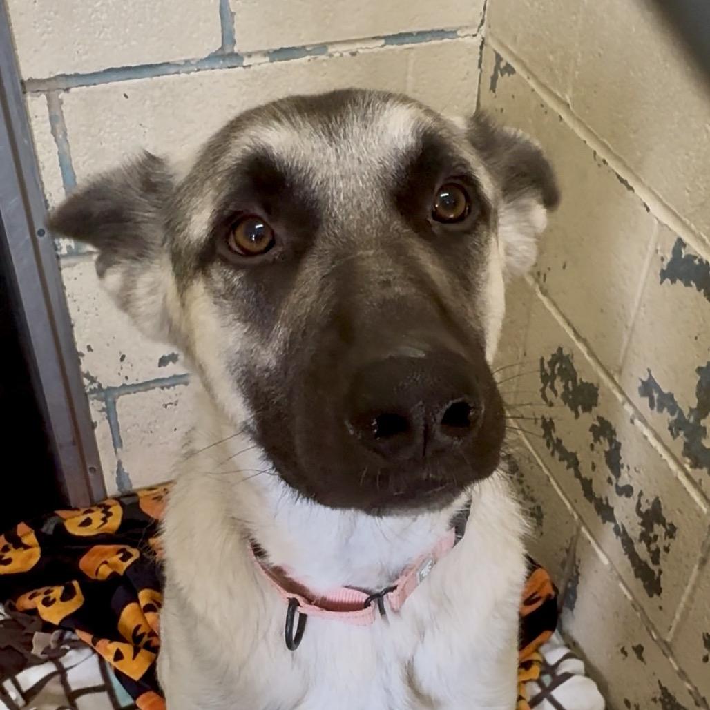 Enlarge Bark Ruffalo K14, a Adoptable German Shepherd Dog in Union, MO image 5/6