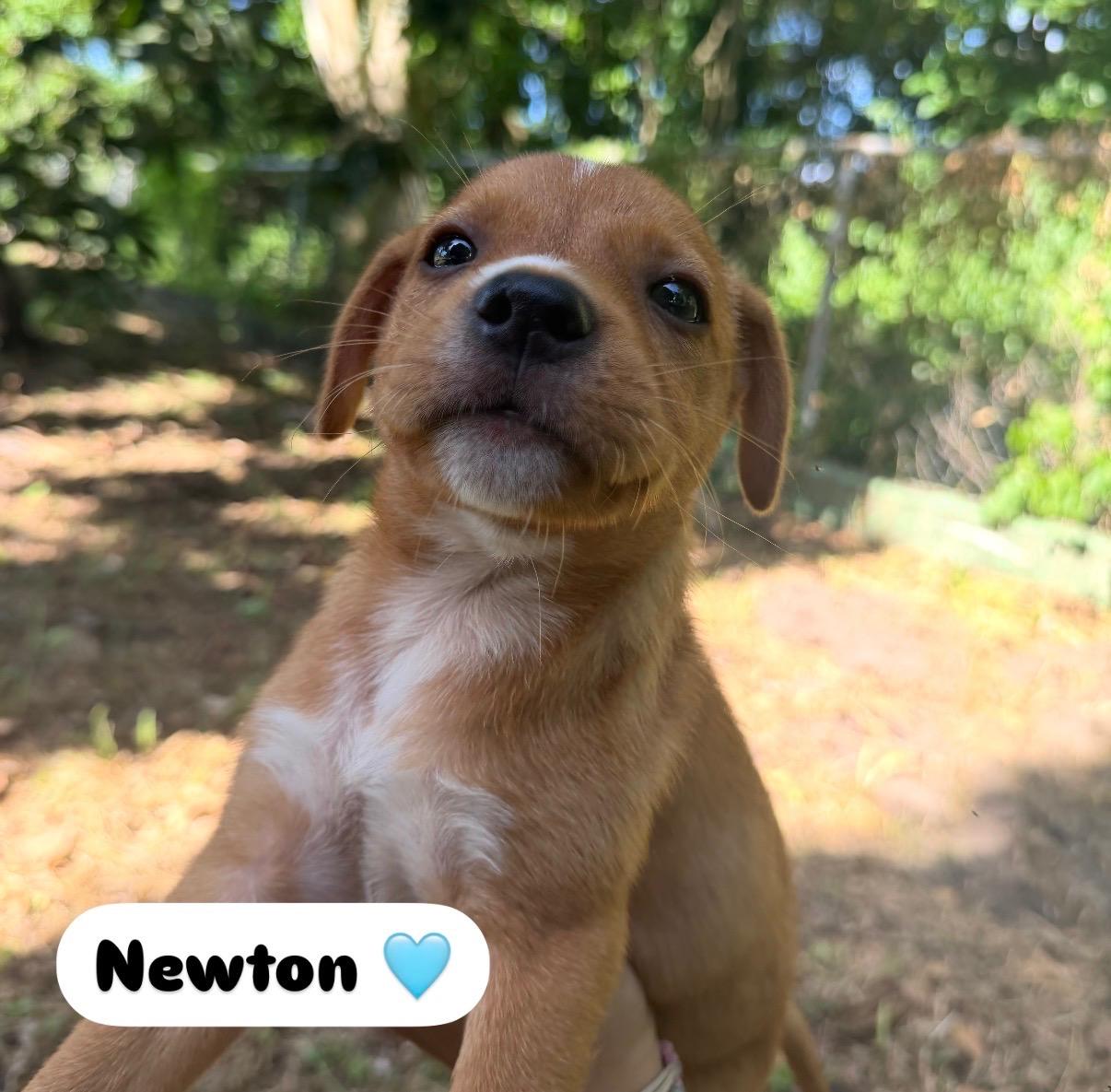 Enlarge Mr. Newton - The Big Hearted, a Adopted mixed breed in STANHOPE, NJ image 2/5
