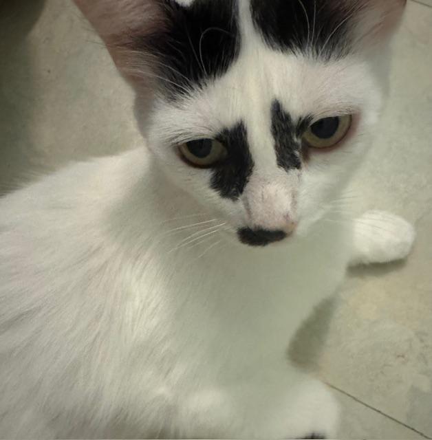 Doti "Inkling" lap cat (1.5 years) 4