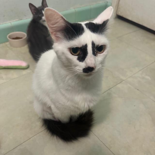 Doti "Inkling" lap cat (1.5 years) 2