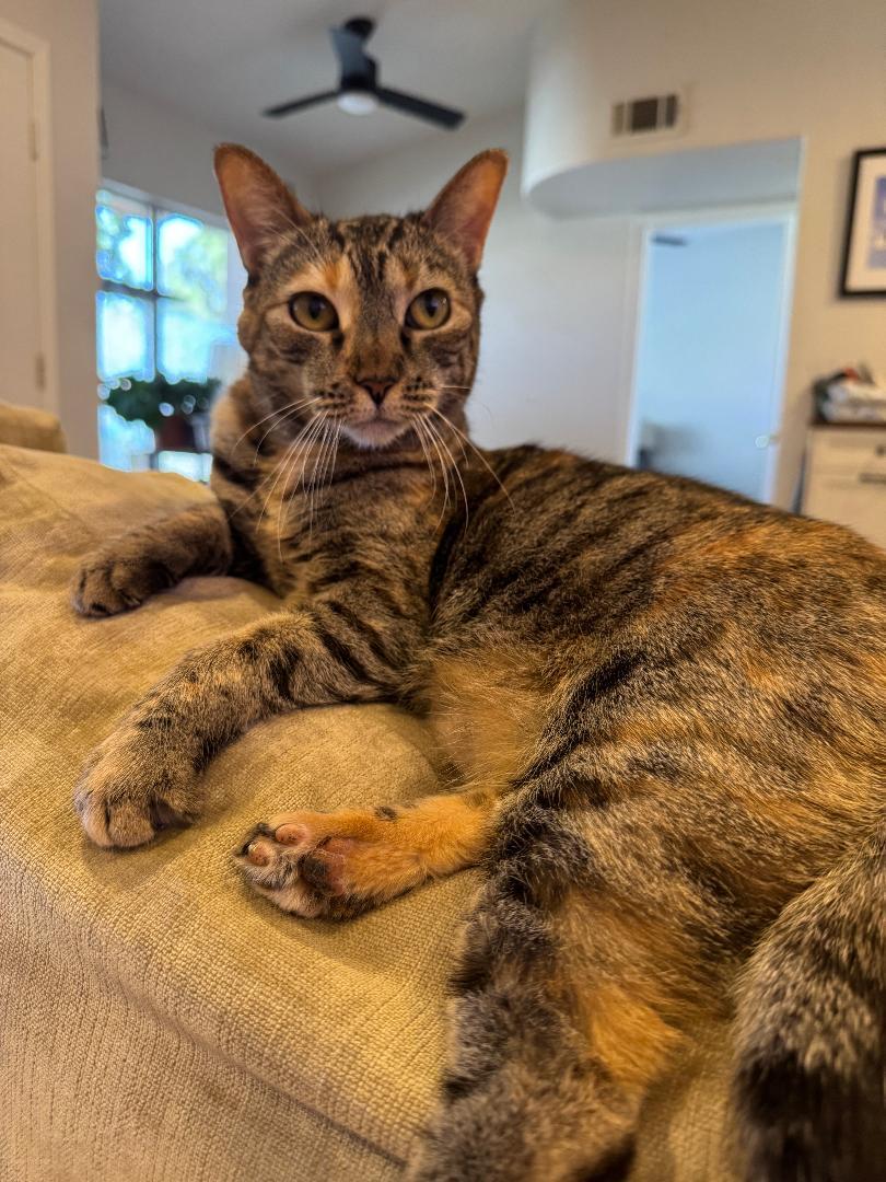 Illenium, Adoptable, Young Female Torbie.