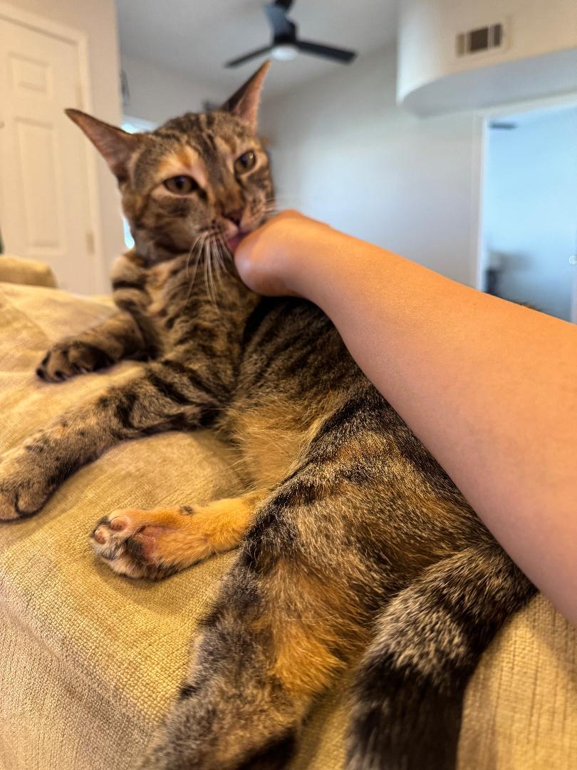 Illenium, a Adoptable Torbie in Las Vegas, NV image 2/4