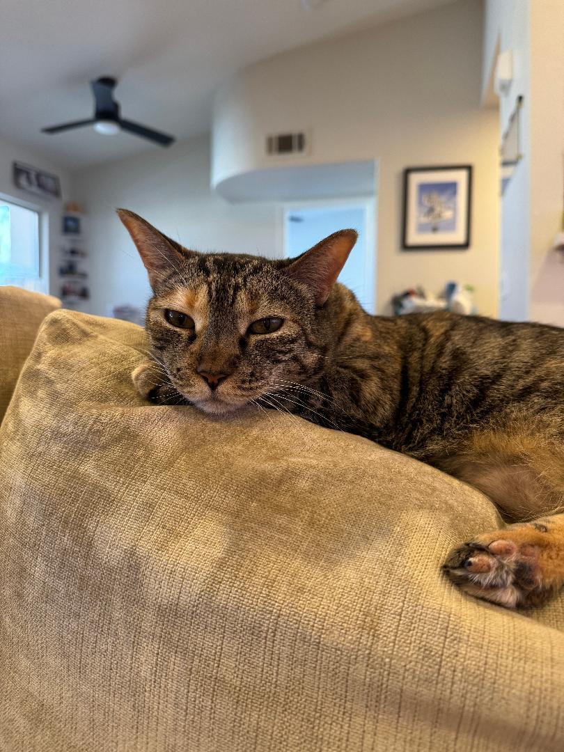Illenium, a Adoptable Torbie in Las Vegas, NV image 3/4