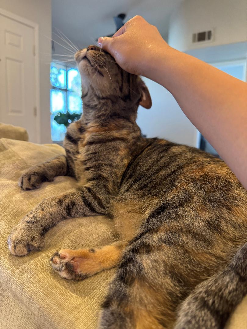 Illenium, a Adoptable Torbie in Las Vegas, NV image 4/4