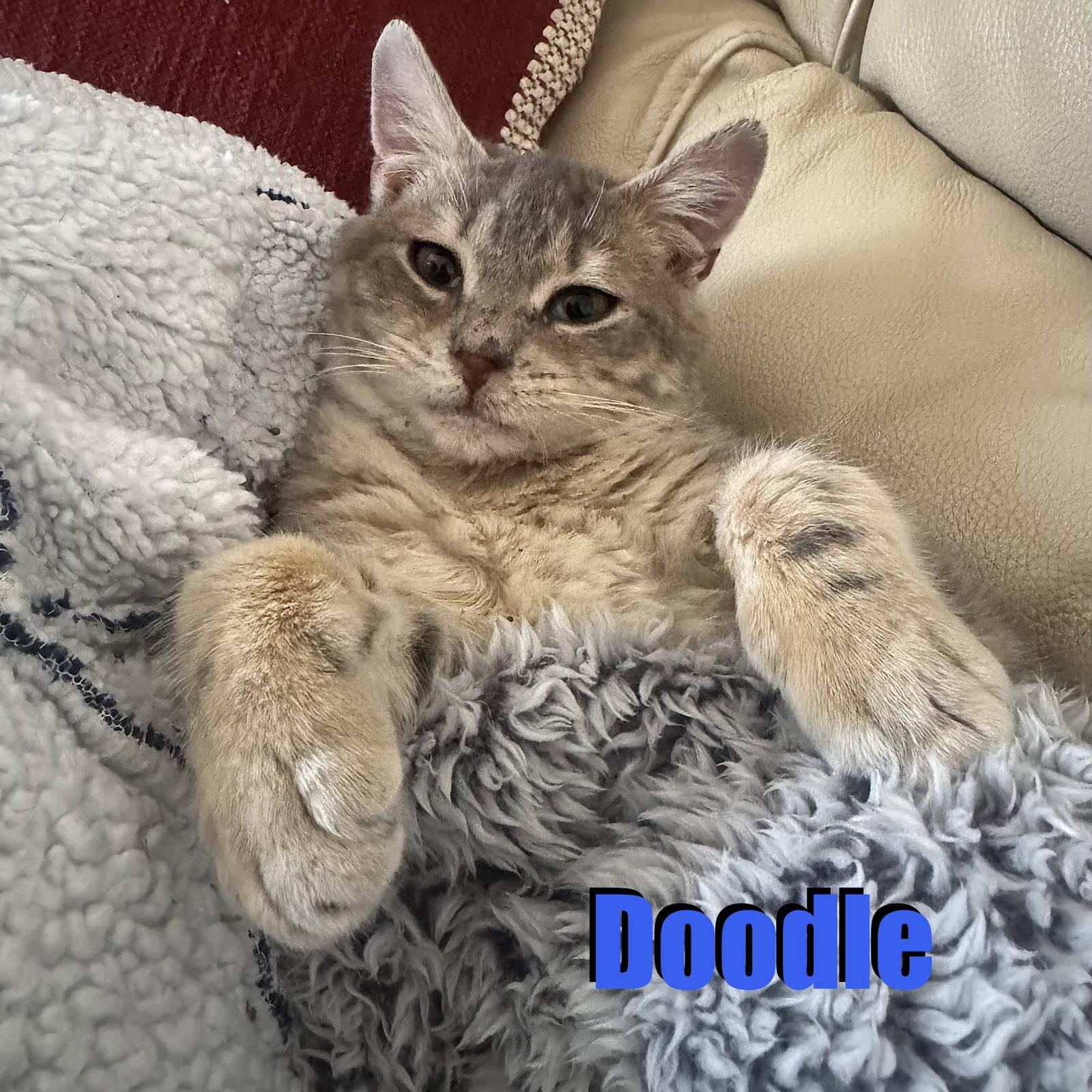 Doodle, Adoptable, Young Male Domestic Short Hair.