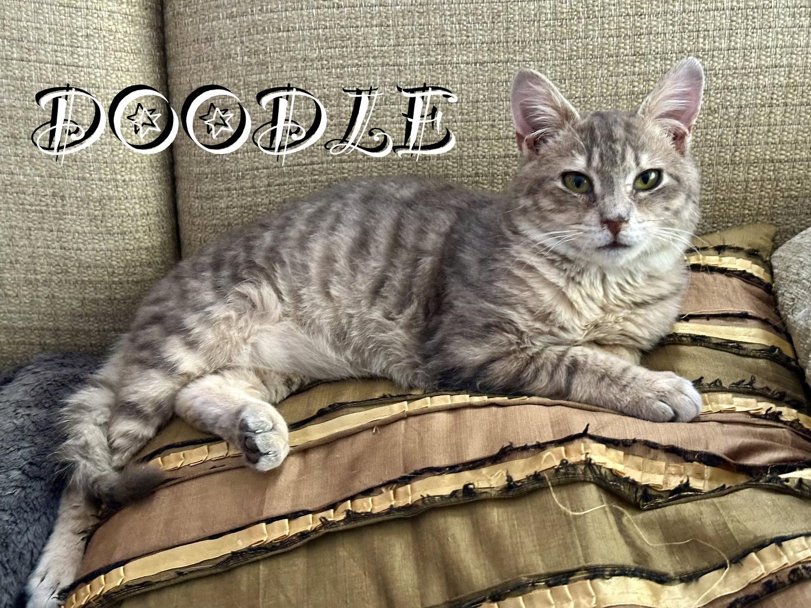 Doodle, a Adoptable Domestic Short Hair in Spring Lake, NJ image 2/3