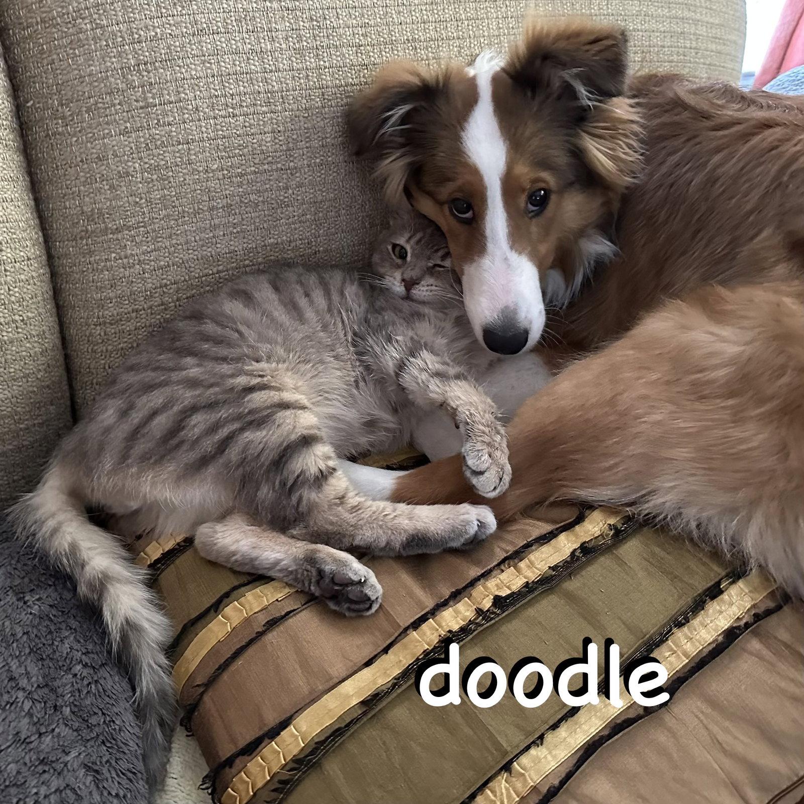 Doodle, a Adoptable Domestic Short Hair in Spring Lake, NJ image 3/3