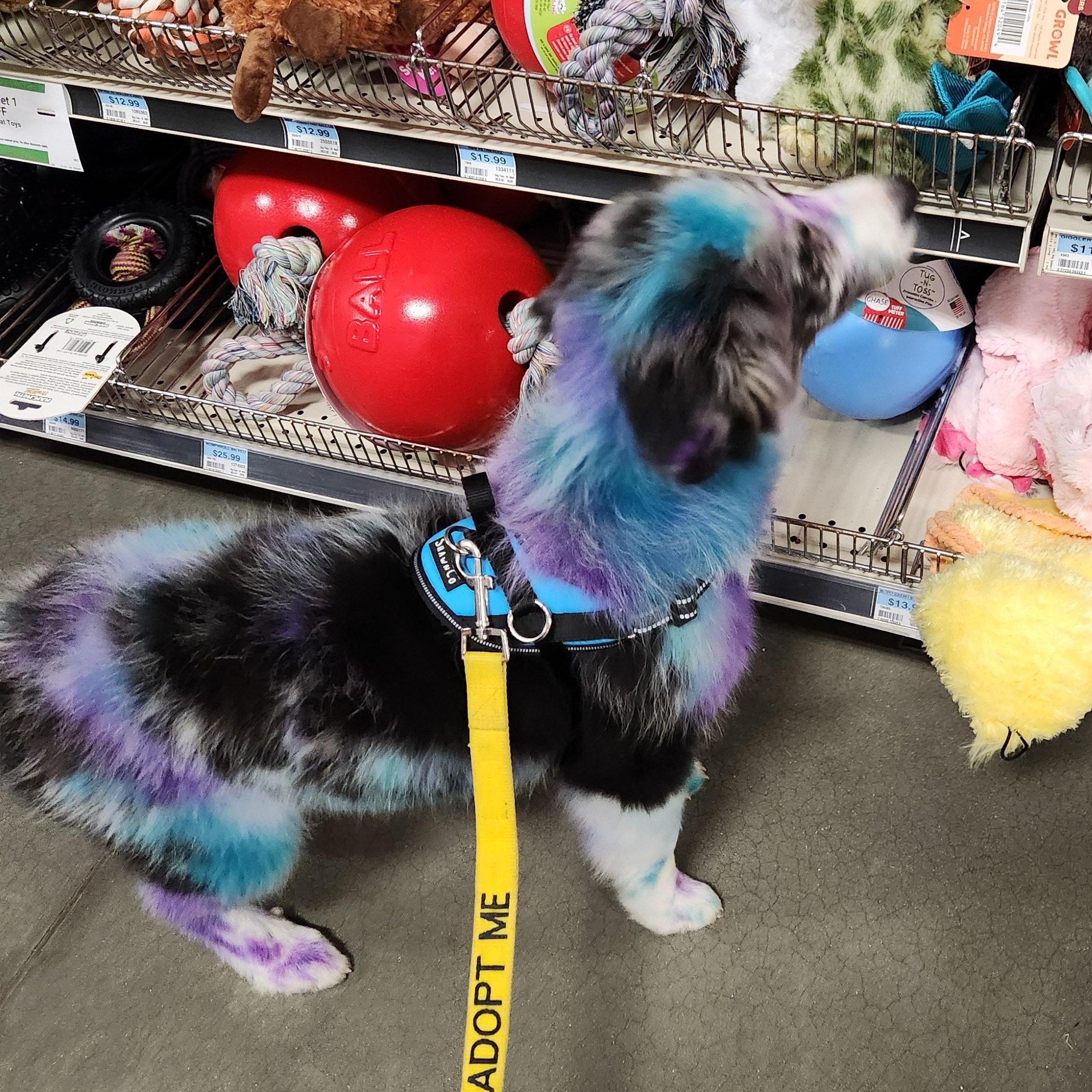 Enlarge Skittles, a Adoptable mixed breed in Conway, SC image 4/4