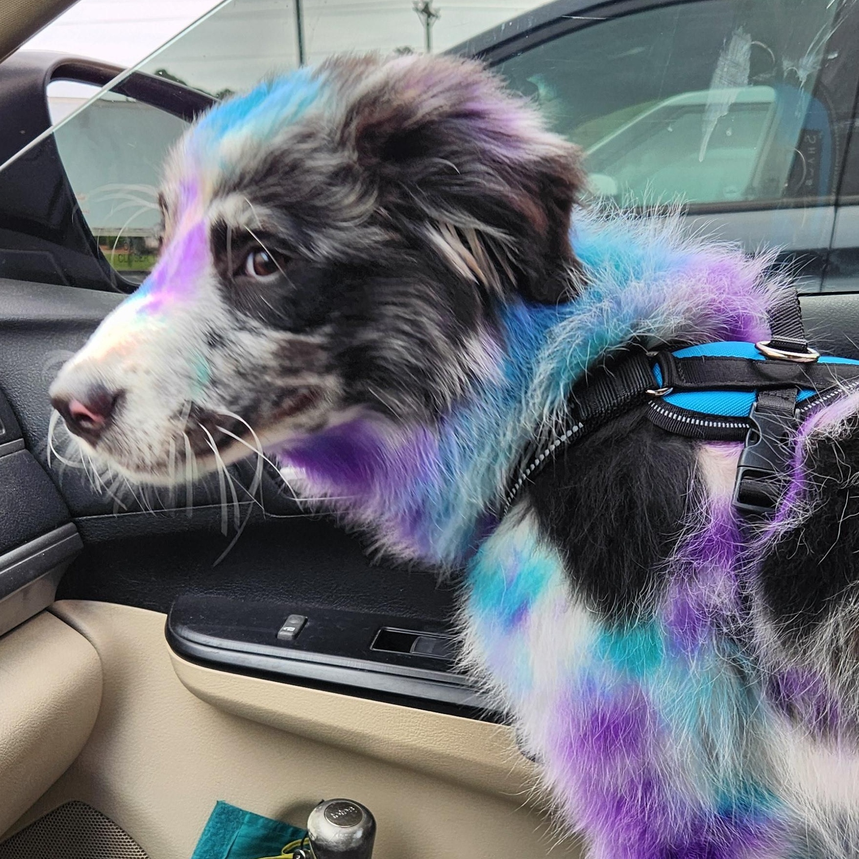 Enlarge Skittles, a Adoptable mixed breed in Conway, SC image 2/4
