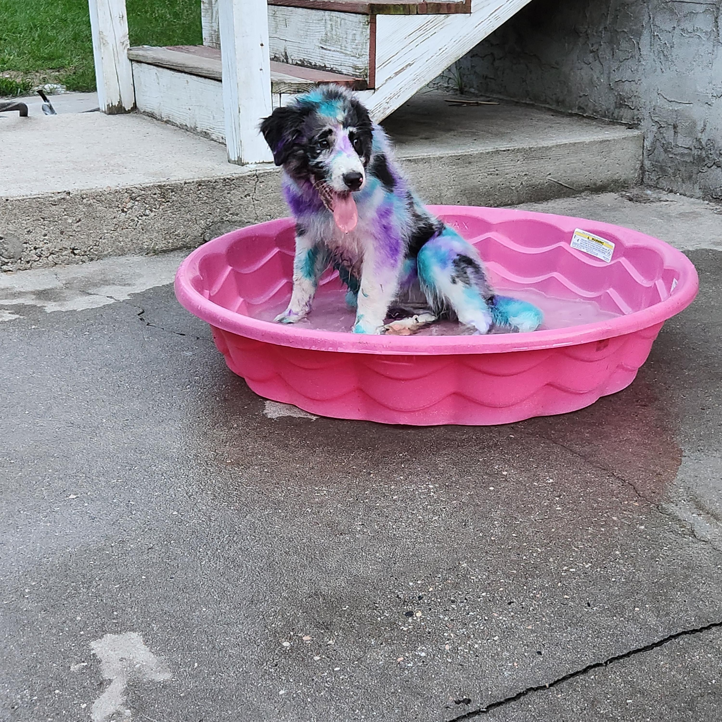 Enlarge Skittles, a Adoptable mixed breed in Conway, SC image 3/4
