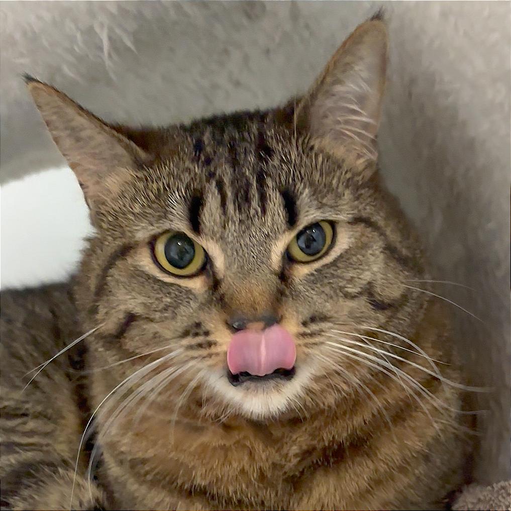 Linda, Adoptable, Adult Female Domestic Short Hair.