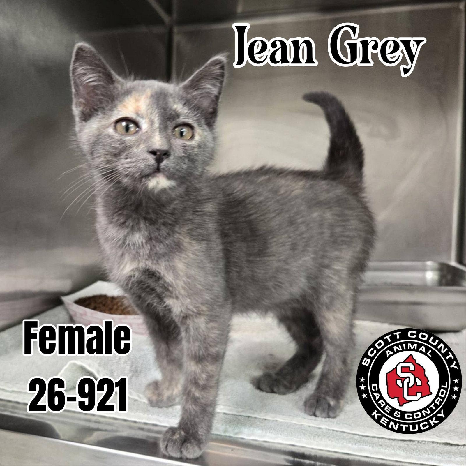 Jean Grey, Adoptable, Kitten Female Domestic Short Hair.