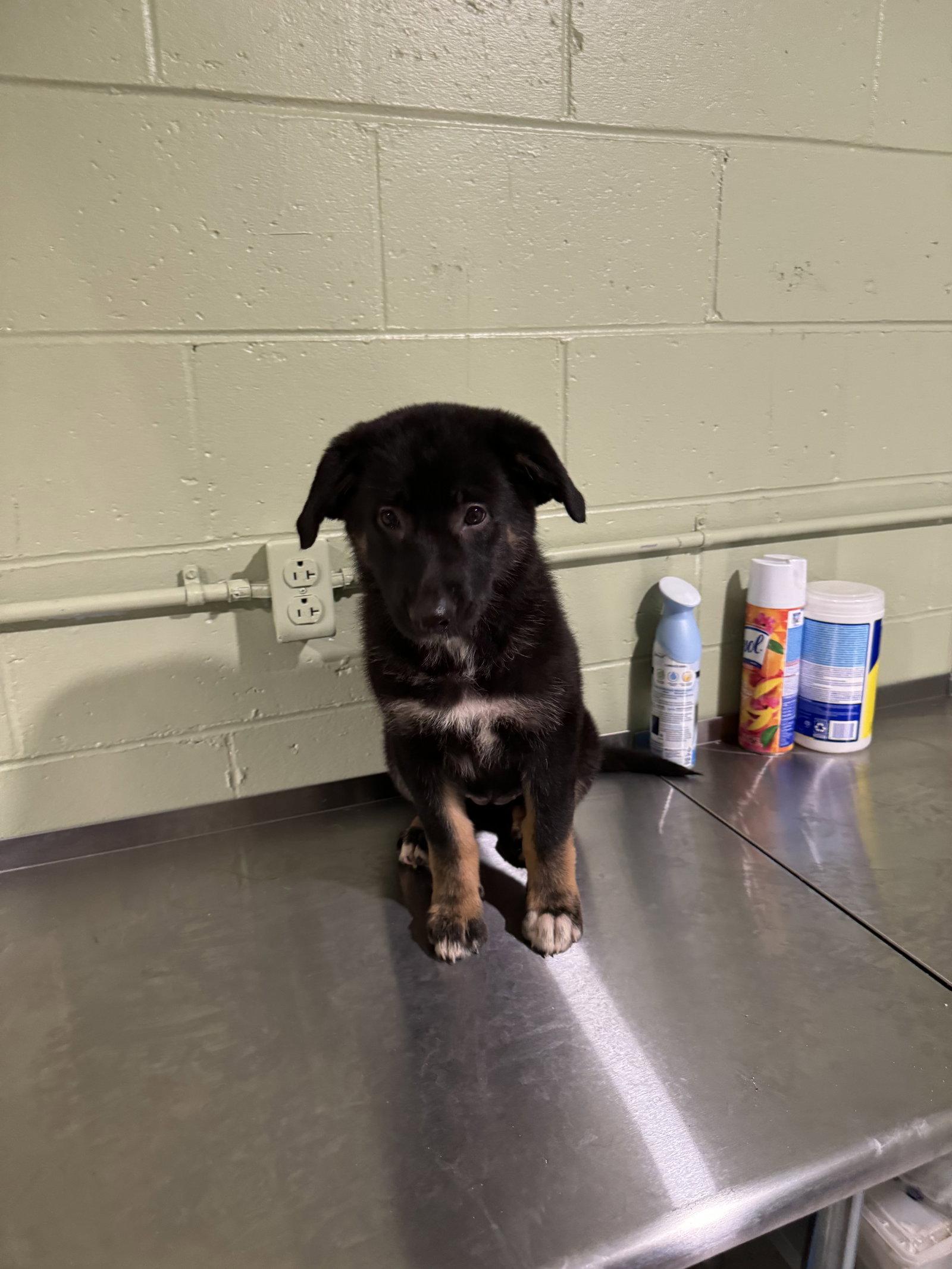 Enlarge Penelope, a Adopted German Shepherd Dog in New Martinsville, WV image 3/3