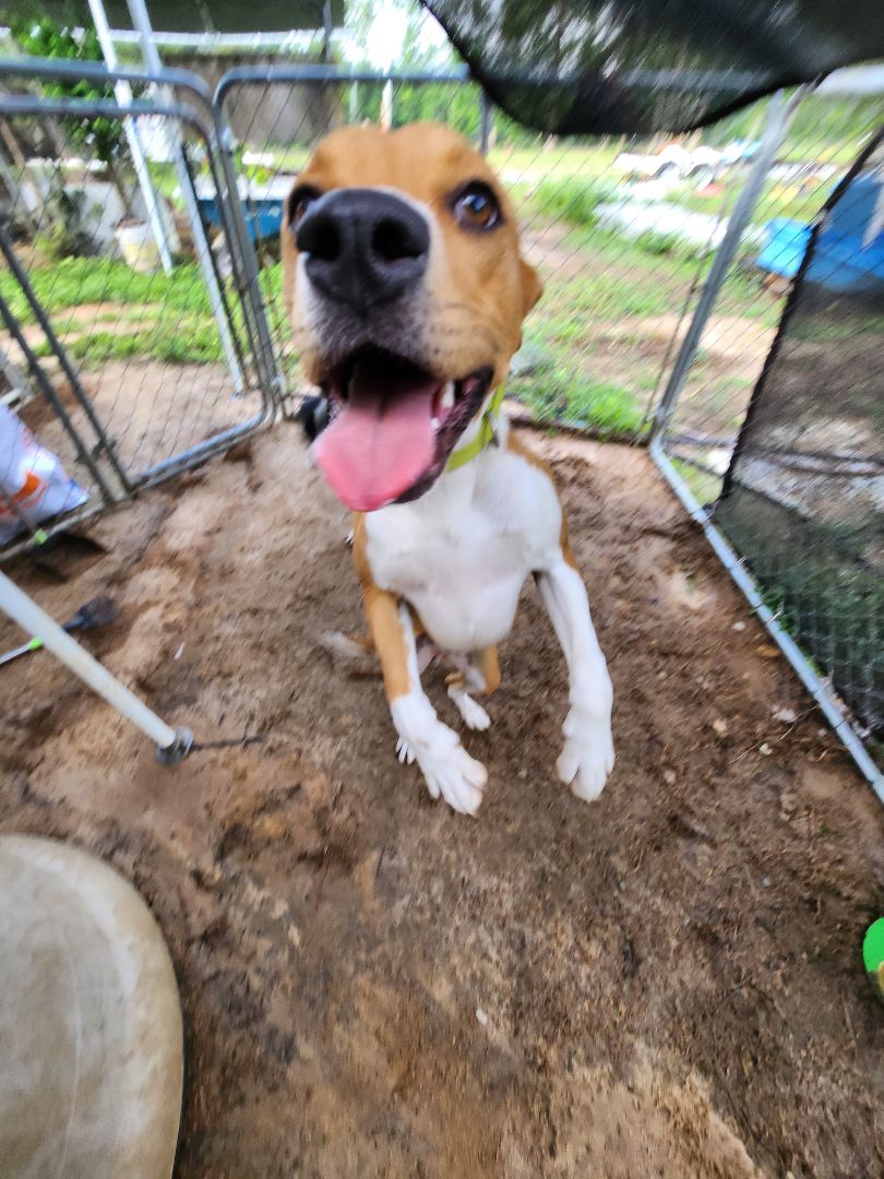 Sonny, a Adoptable Boxer in St. George, SC image 1/3