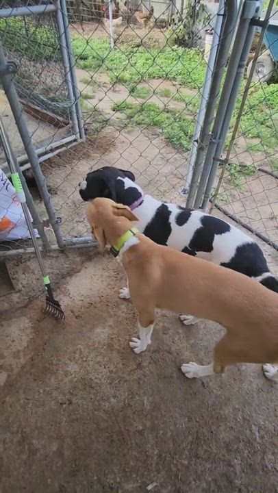 Enlarge Sonny, a Adoptable Boxer in St. George, SC video 2/3