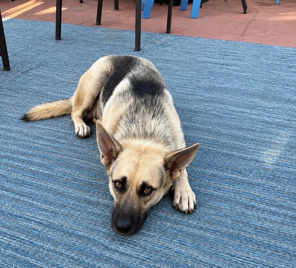 Enlarge Mama Tina, a Adoptable mixed breed in Pleasant Hill, CA image 1/2