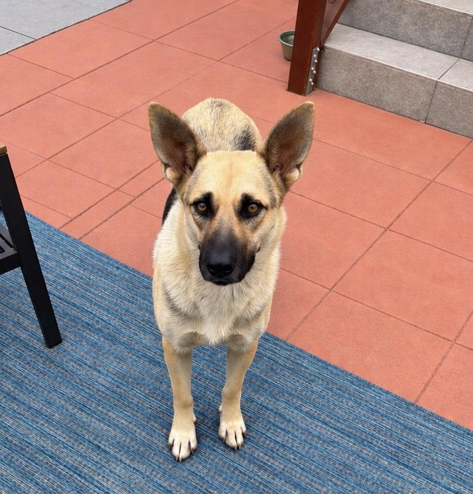 Enlarge Mama Tina, a Adoptable mixed breed in Pleasant Hill, CA image 2/2