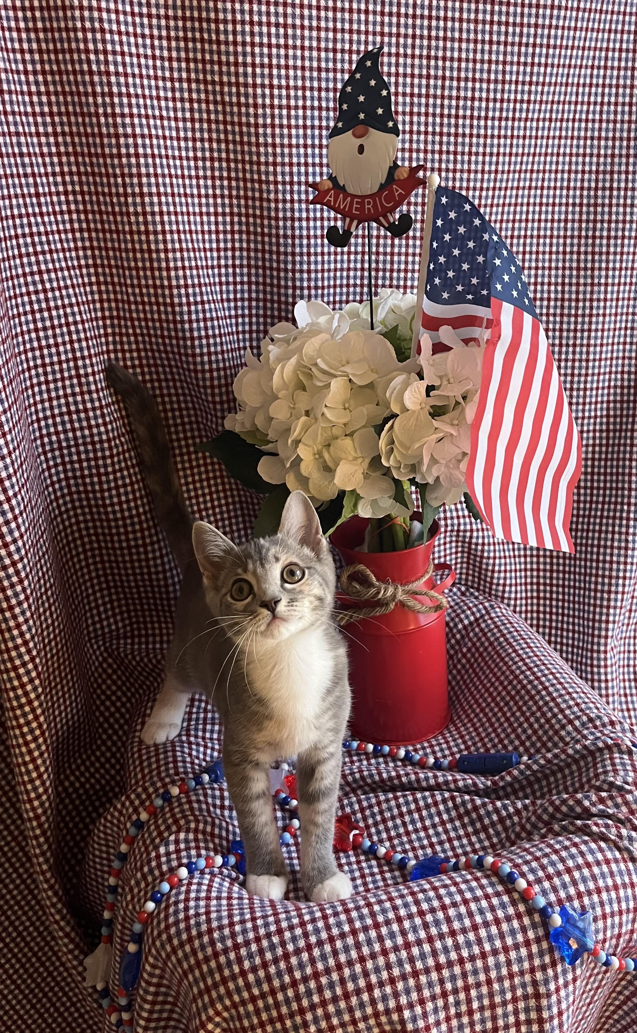 Mary Jane, Baby Female Dilute Calico