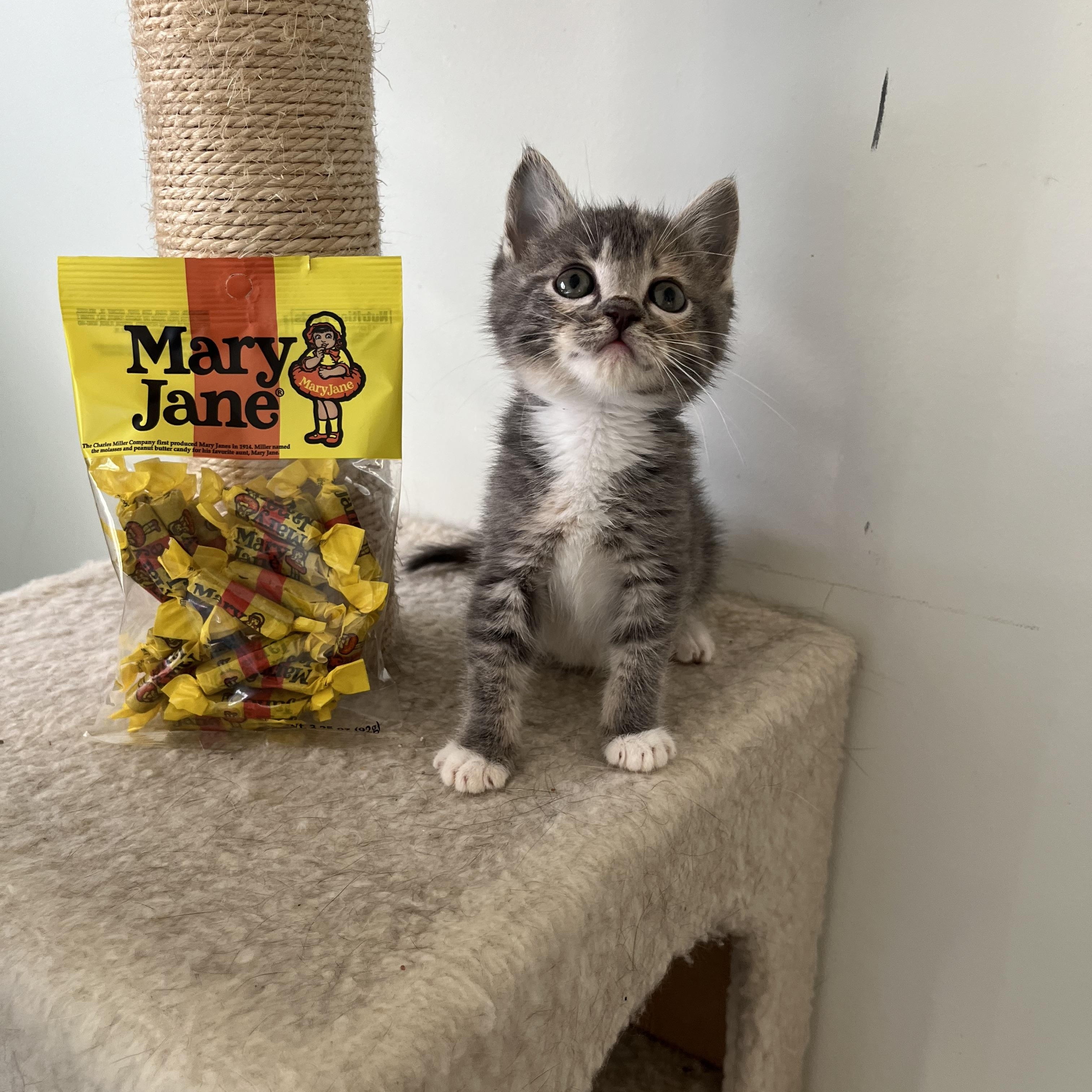 Mary Jane photo 6