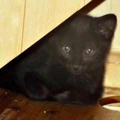 Trane, Baby Male Domestic Short Hair
