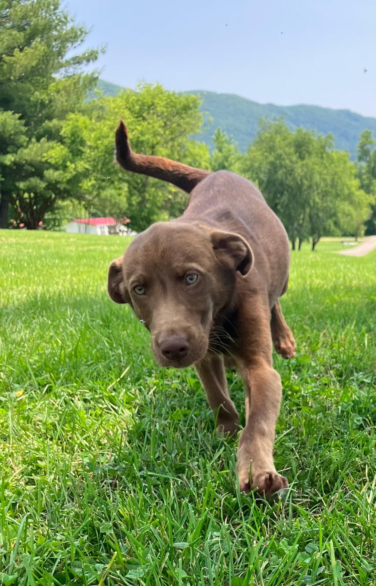 Dale Catahoula Leopard Dog Dog