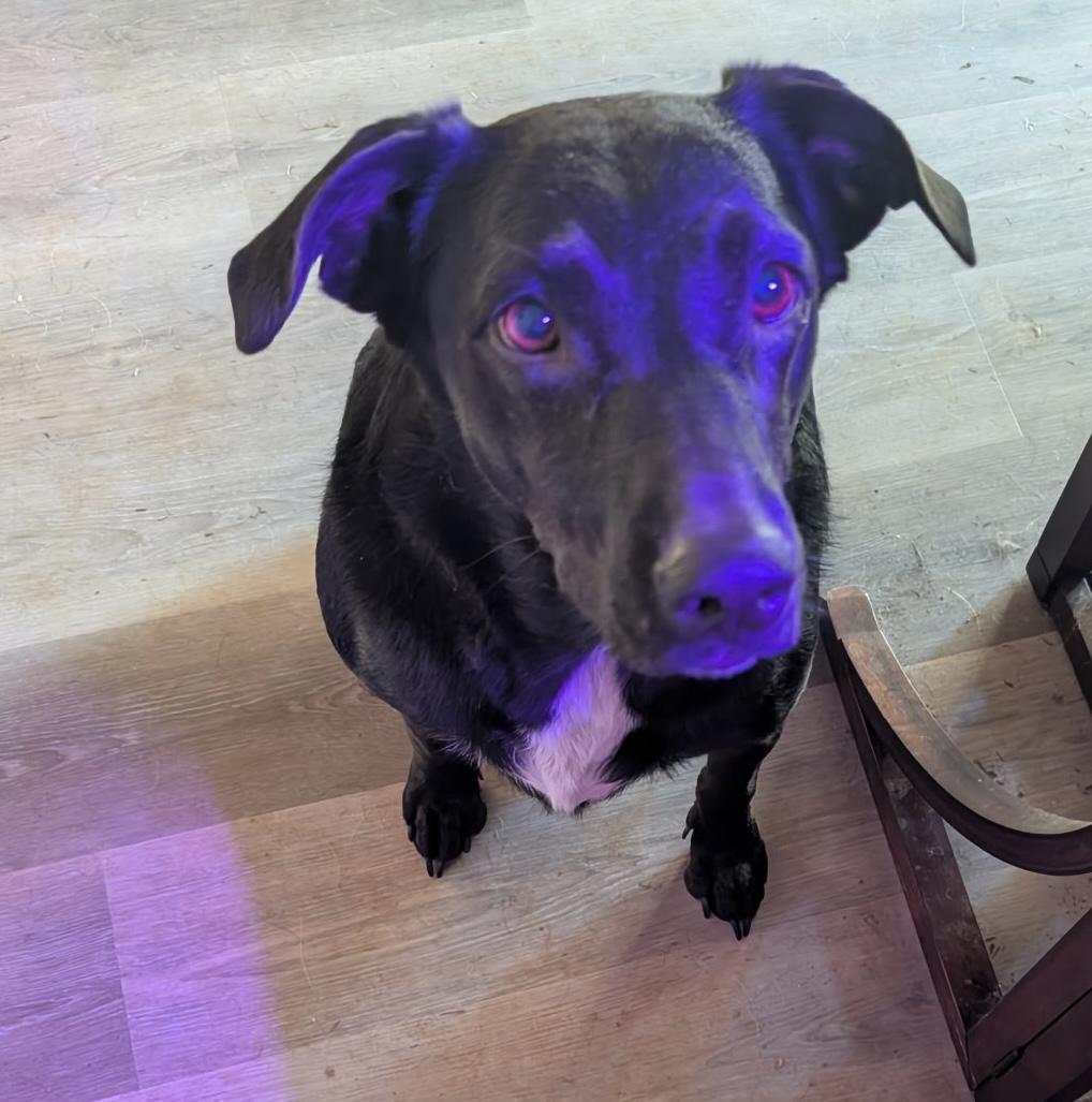 Juliette, Adoptable, Adult Female Black Labrador Retriever.