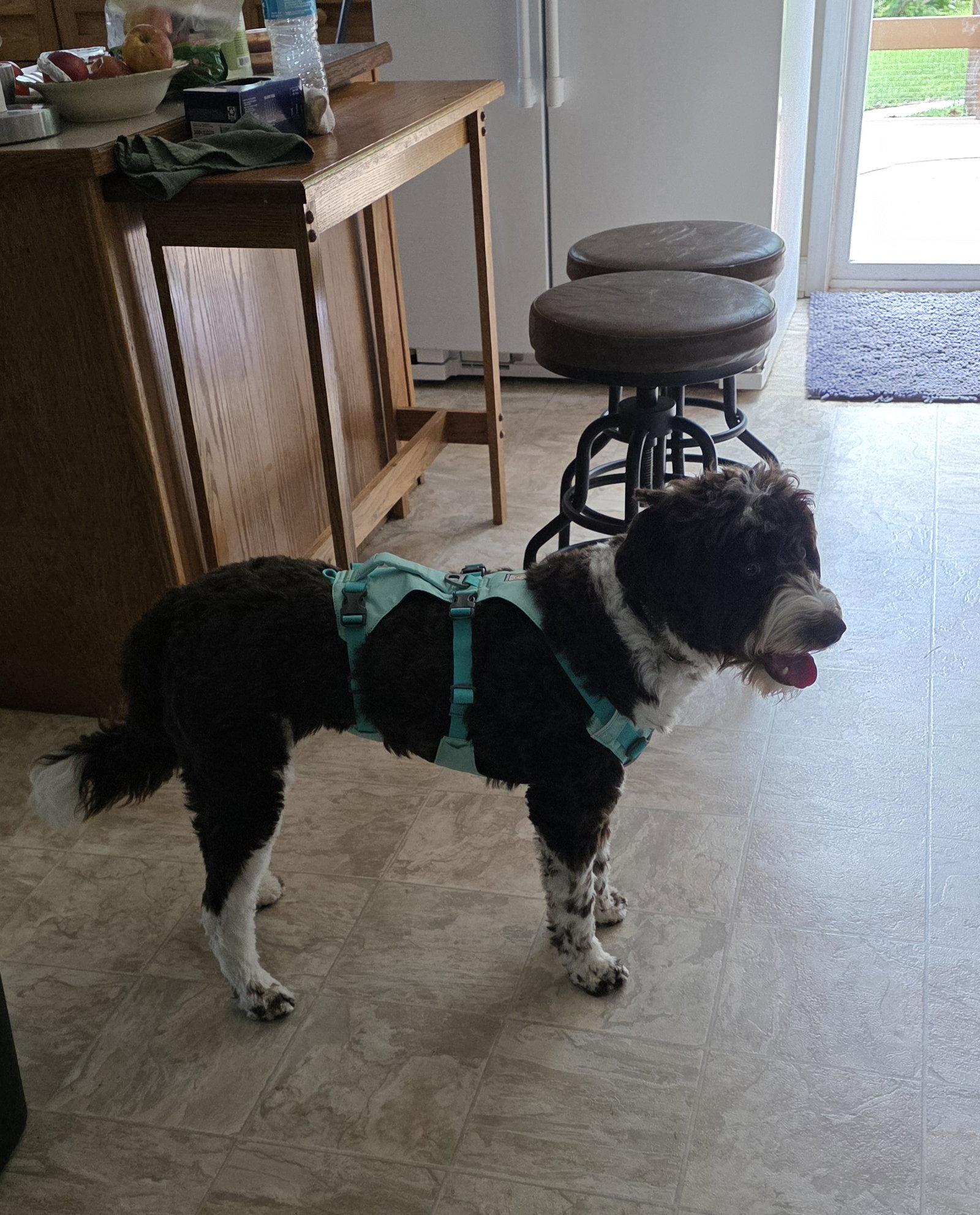 Enlarge Maggee, a Adoptable mixed breed in Mouth Of Wilson, VA image 2/3
