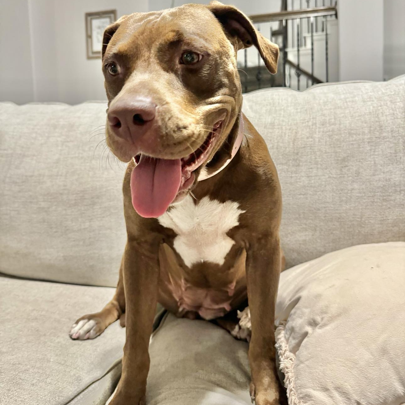 Enlarge Chocolate, a Adoptable American Staffordshire Terrier in Biddeford, ME image 2/4