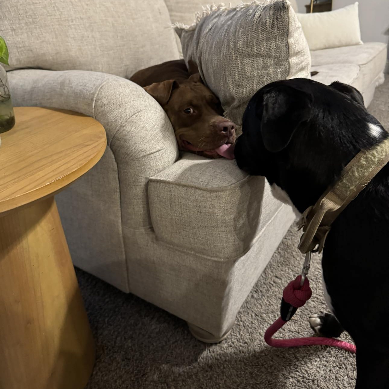 Enlarge Chocolate, a Adoptable American Staffordshire Terrier in Biddeford, ME image 4/4