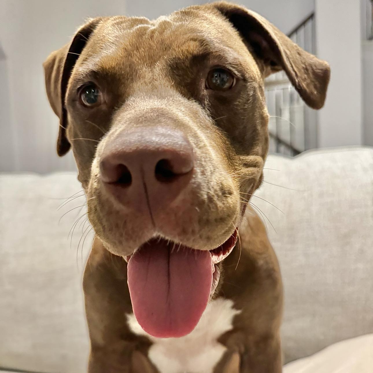 Enlarge Chocolate, a Adoptable American Staffordshire Terrier in Biddeford, ME image 1/4