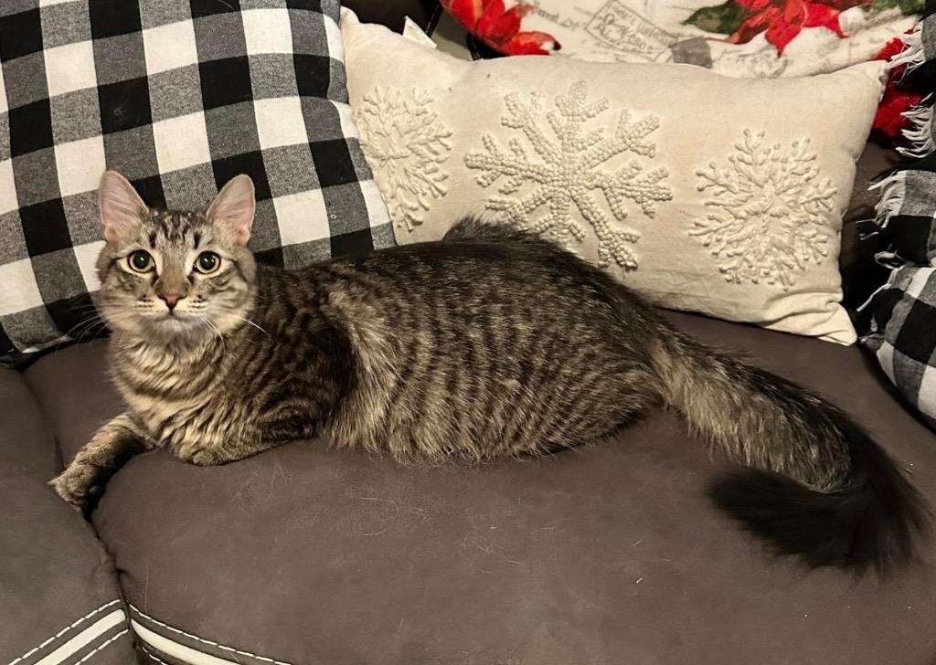 Kerberos, Adoptable, Young Male Domestic Medium Hair.